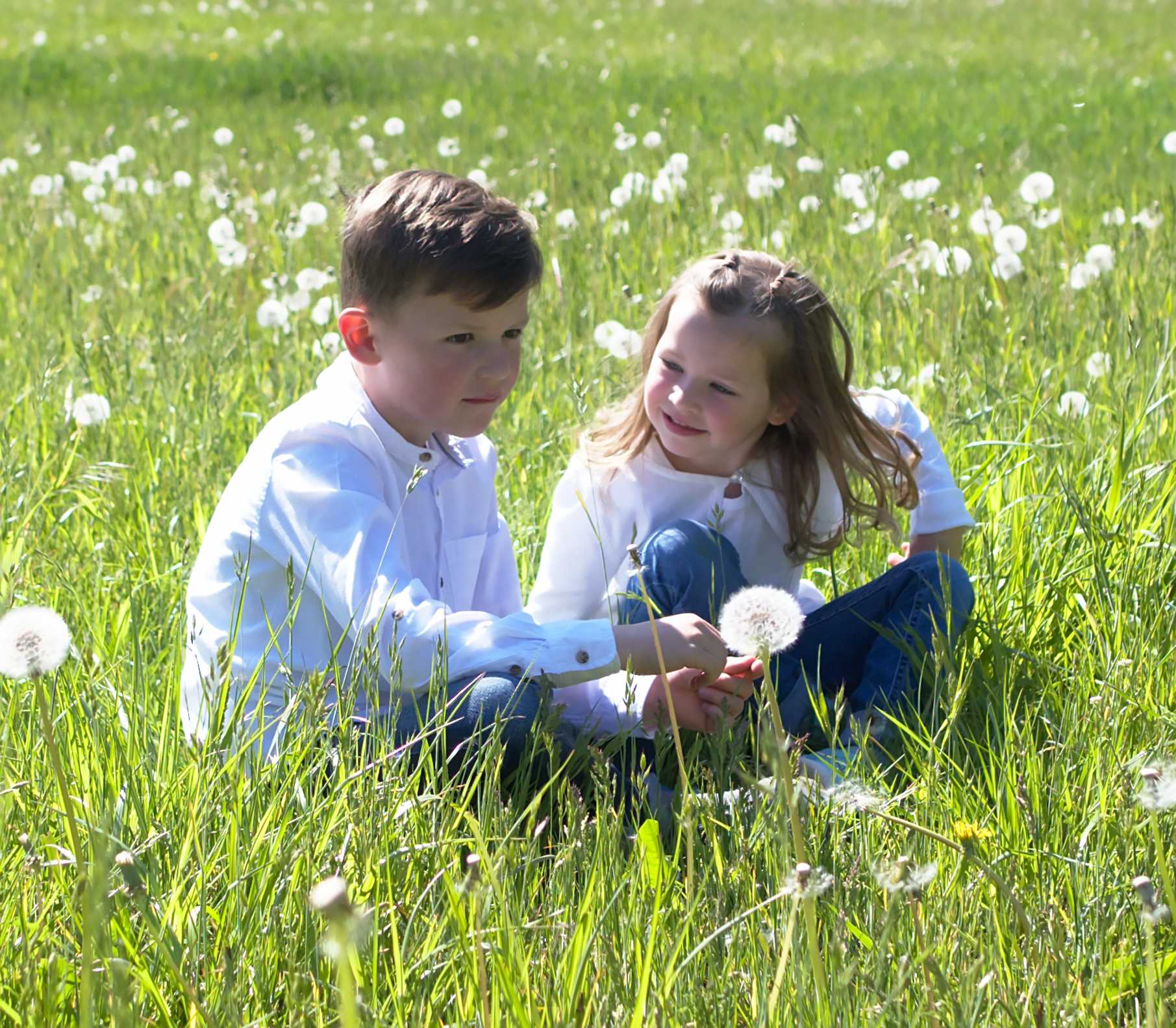Familenshooting Kind Bruder und Tochter sitzen auf einer Biese Hohes Grass Läwenzahn Pusteblume