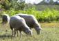 Preview: Zwei weiße Schafe fressen Gras