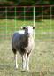 Preview: Ein Schaf steht auf der Wiese