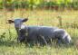 Preview: Ein Schaf liegt auf der Wiese und frisst Gras