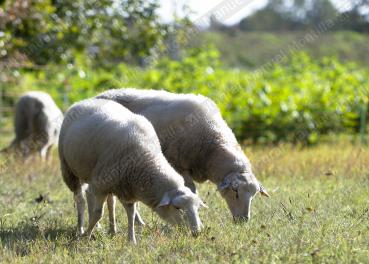 Zwei weiße Schafe fressen Gras