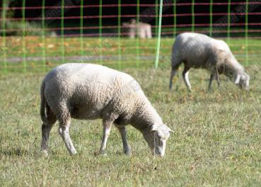 Ein Schaf frisst Gras