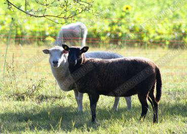 10 Bilder von Schafe