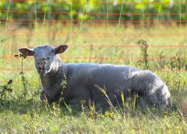 Ein Schaf liegt auf der Wiese und frisst Gras